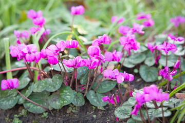 Cyclamens in winter, UK garden. Cyclamen coum flowers