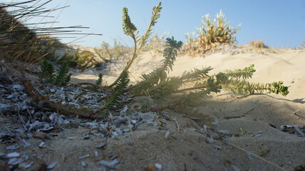 sand lilies on sand dunes in Mediterranean sea
