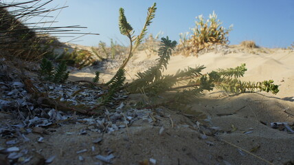 sand lilies on sand dunes in Mediterranean sea