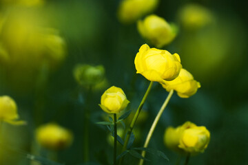 Obraz premium Close-up of a beautiful yellow Globeflower, Trollius europaeus shot on an Estonian flooded meadow, Northern Europe. 