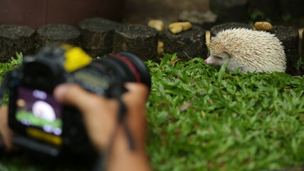 filming my pets mini hedgehog episode (2)