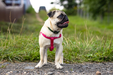 Cute pug puppy in a flea and tick collar and with red harnesses stands on a country road