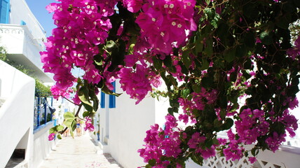 bougainvillaea and white traditional building In Greek island of Koufonisi August 2021
