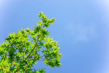 新緑・空