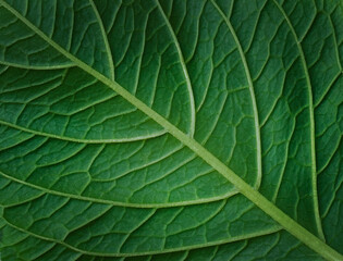 Green leaf veins background.