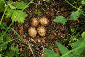 A nest with four eggs of a Eurasian woodcock, Scolopax rusticola in Estonian boreal forest during breeding season.	