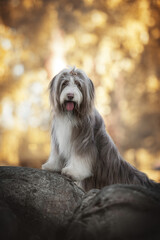 A funny bearded collie standing with his front paws on large gray stones and looking directly into the camera against the backdrop of a bright autumn landscape. The mouth is open.