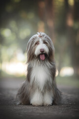 A funny bearded collie with an open mouth sitting on a sandy path and looking directly at the camera against the backdrop of a bright summer landscape - obrazy, fototapety, plakaty