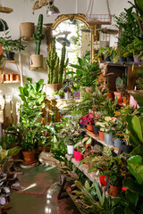 Fototapeta na wymiar Business of flower shop. Trendy interior flowers and home design in small plant store. 
