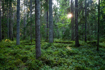 An Estonian old-growth forest with decaying and old trees during a summer evening. 
