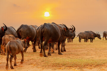 Buffalo buffalo walking on the grassland in the evening
