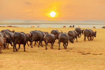 Buffalo buffalo walking on the grassland in the evening