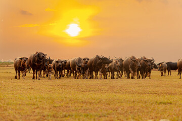 Buffalo buffalo walking on the grassland in the evening
