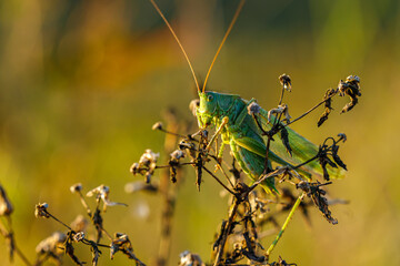 A green big bush cricket