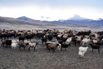 a flock of sheep on a snow-covered hillside, pasture landscape of the plateau. High quality photo