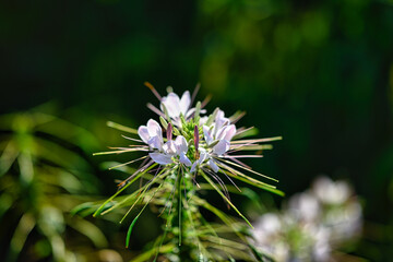 Sparkler Blush Spider Flower Cleome hassleriana