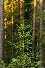 A small Norway spruce, Picea abies growing in Estonian boreal forest. 