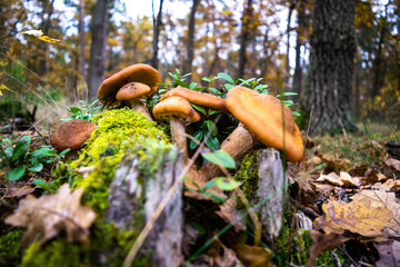 Beautiful cluster of honey mushrooms has grown among green moss and blueberry bushes against the backdrop of an autumn forest. Fall gifts of nature. Close-up. Armillaria mellea, known as honey fungus.