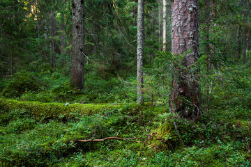 Obraz premium An Estonian old-growth forest with decaying and old trees during a summer evening. 