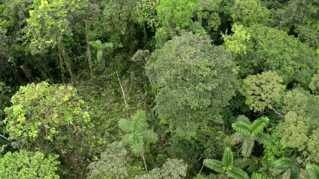 Aerial view of a large tropical tree that is being cut down and leaves a trail of leaves behind while falling on top of other trees: a tropical forest deforestation concept
