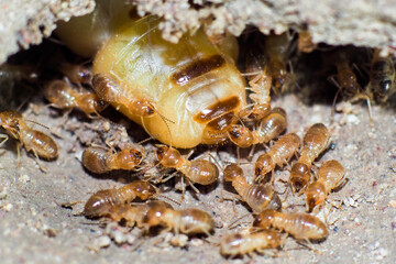 The queen of termites and termites who perform labor duties. Large termite mothers are responsible for laying eggs to increase the termite population. - obrazy, fototapety, plakaty