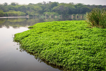 Dirty untreated sewage or wastewater collected in natural pond through drains of urban areas in Delhi, India. Polluted water contains organic and inorganic nutrient pollutants which degrades ecosystem