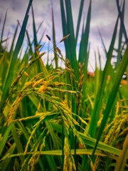 Obraz premium macro photography of yellowed rice in the middle of the rice field with a blurry effect