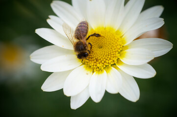 Obraz premium SONY DSC