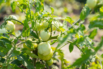 Green tomatoes on the bush. Growing green tomatoes, ripening on a branch in garden. Organic farming. Agriculture concept