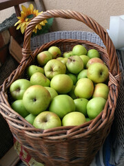 apples in basket