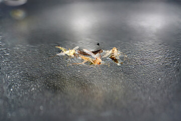 insects in the water