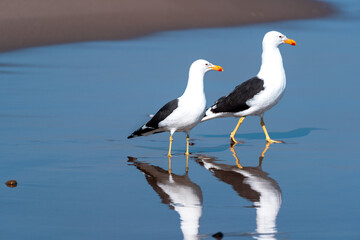 two seagull on the beach