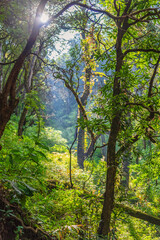 Fototapeta na wymiar View enroute to forested trekking trail of Binsar wildlife sanctuary at Almora, Uttarakhand, India.