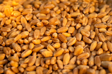 Wheat grain from fresh harvest.