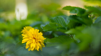 Rudbeckia. Garden yellow flowers with green leaves. Yellow flowers of rudbeckia dissected. Copy space