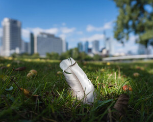 Feder am Mainufer vor Frankfurter Skyline