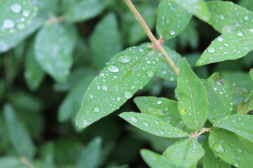 Raindrops on green leaves. Macro. Russia.