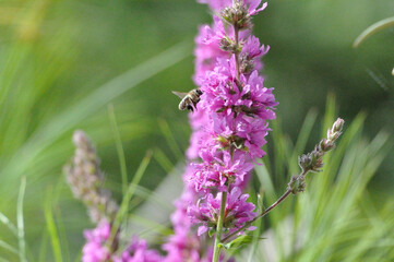 Lythrum salicaria