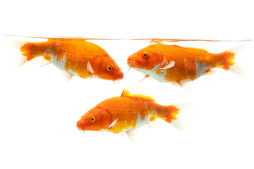 Fototapeta premium koi fish isolated on white background