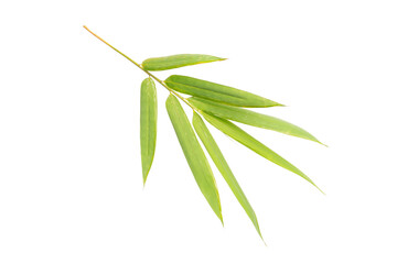 Bamboo leaf isolated on white background
