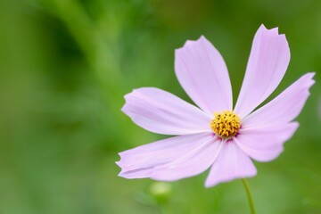 Obraz premium コスモス