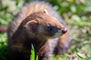 Close-up of an European Polecat (Mustela putorius)