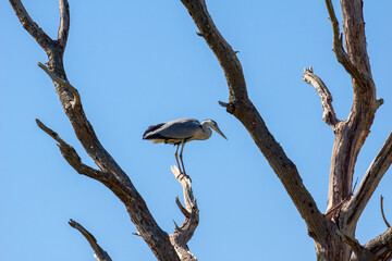 Grey Heron (ardea cinerea) perched on a dead tree