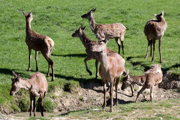 Naklejka na ściany i meble Herd of Red Deer (cervus elaphus) in a field by a drainage ditch