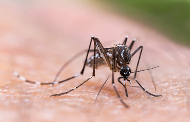 Aedes aegypti Mosquito. Close up a Mosquito sucking human blood,