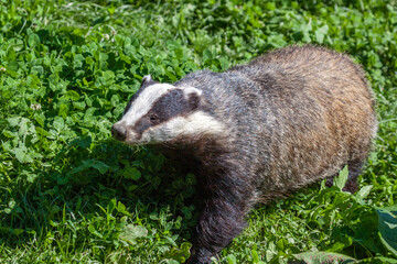 Close-up shot of an European Badger © philipbird123