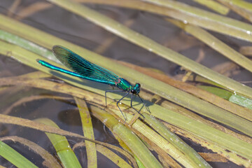 Damselfly (Zygoptera) resting on reeds in the River Rother