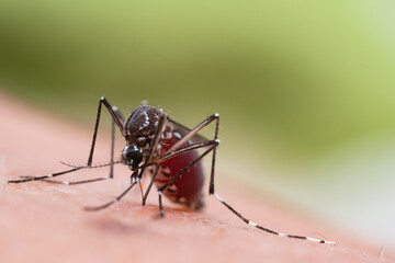 Aedes aegypti Mosquito. Close up a Mosquito sucking human blood,