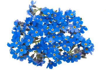 forget-me-not flowers isolated