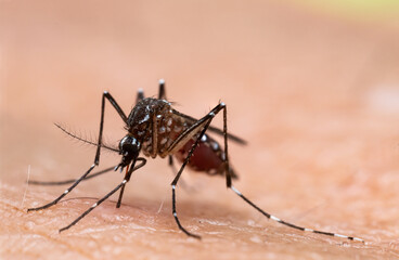 Aedes aegypti Mosquito. Close up a Mosquito sucking human blood,